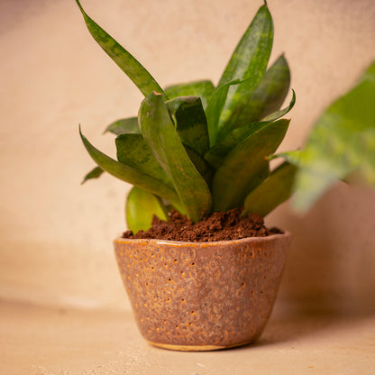 Planter